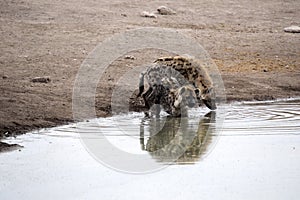 Spotted hyena, Crocuta crocuta, drinking waterhole, Etosha National Park, Namibia